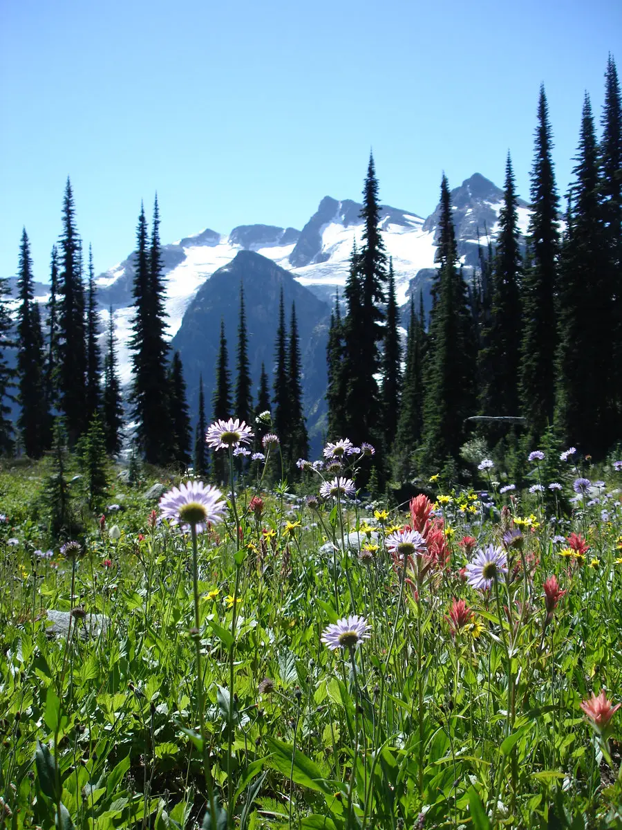 heli-canada-wildflowers-11